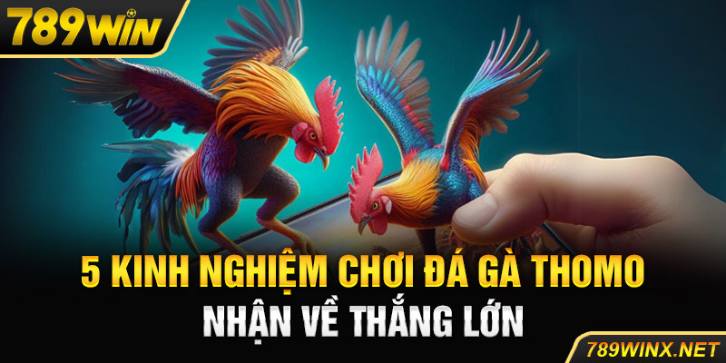 5 kinh nghiệm chơi đá gà Thomo nhận về thắng lớn