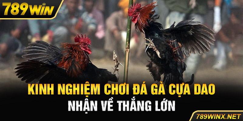 Kinh nghiệm chơi đá gà cựa dao nhận về thắng lớn