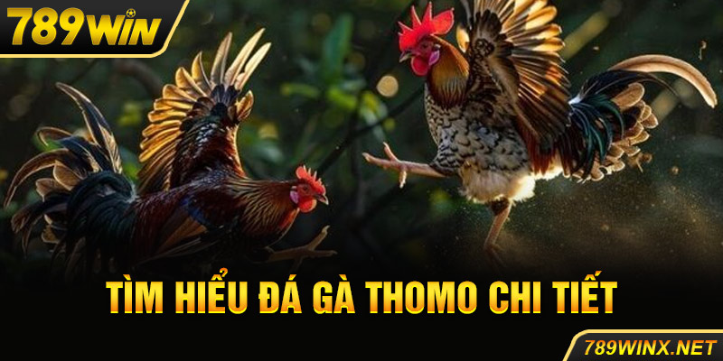 Tìm hiểu đá gà Thomo chi tiết