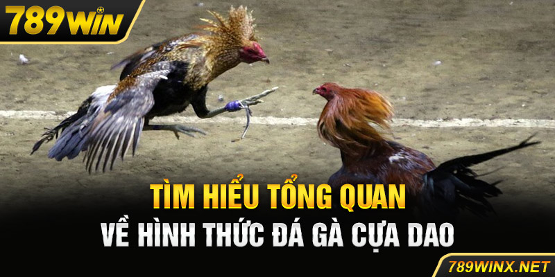 Tìm hiểu tổng quan về hình thức đá gà cựa dao