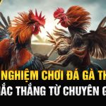 5 Kinh Nghiệm Chơi Đá Gà Thomo Chắc Thắng Từ Chuyên Gia