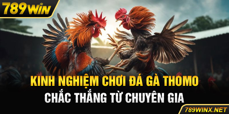 5 Kinh Nghiệm Chơi Đá Gà Thomo Chắc Thắng Từ Chuyên Gia